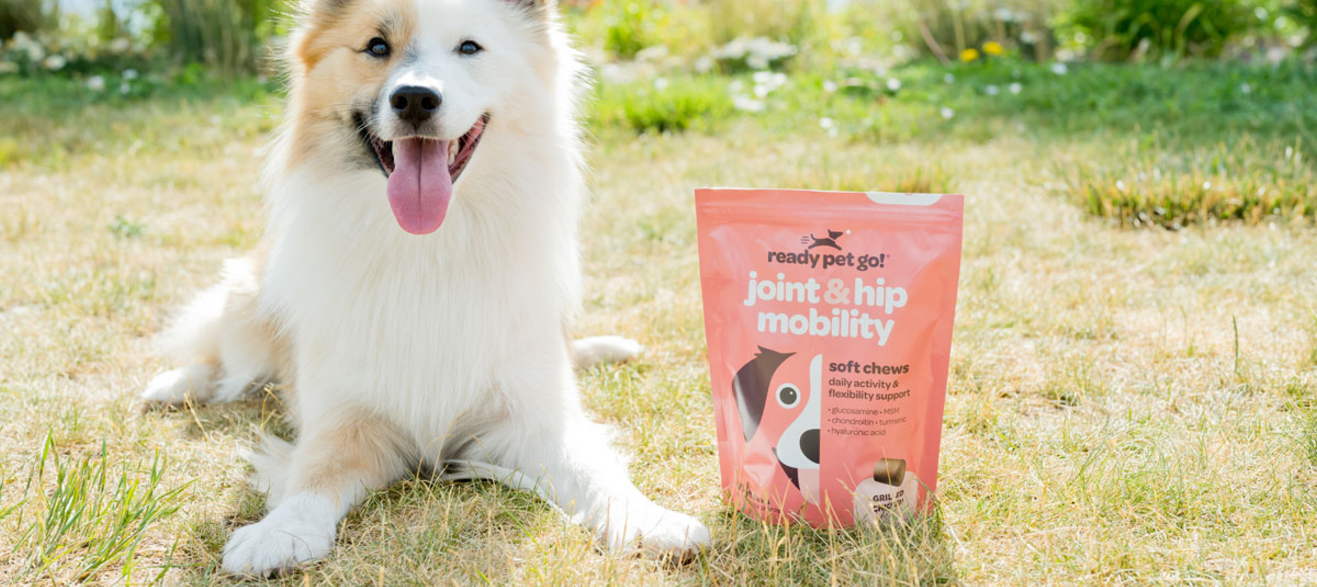 A dog alongside a bag of dog food from ready pet go! brand