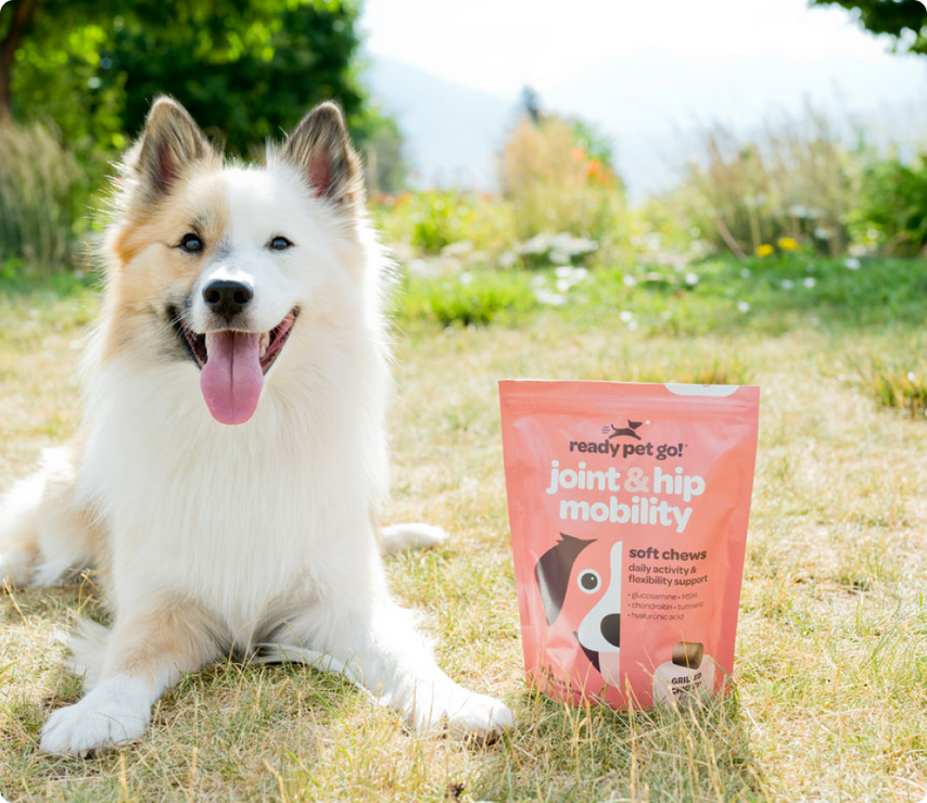 A dog alongside a bag of dog food from ready pet go! brand