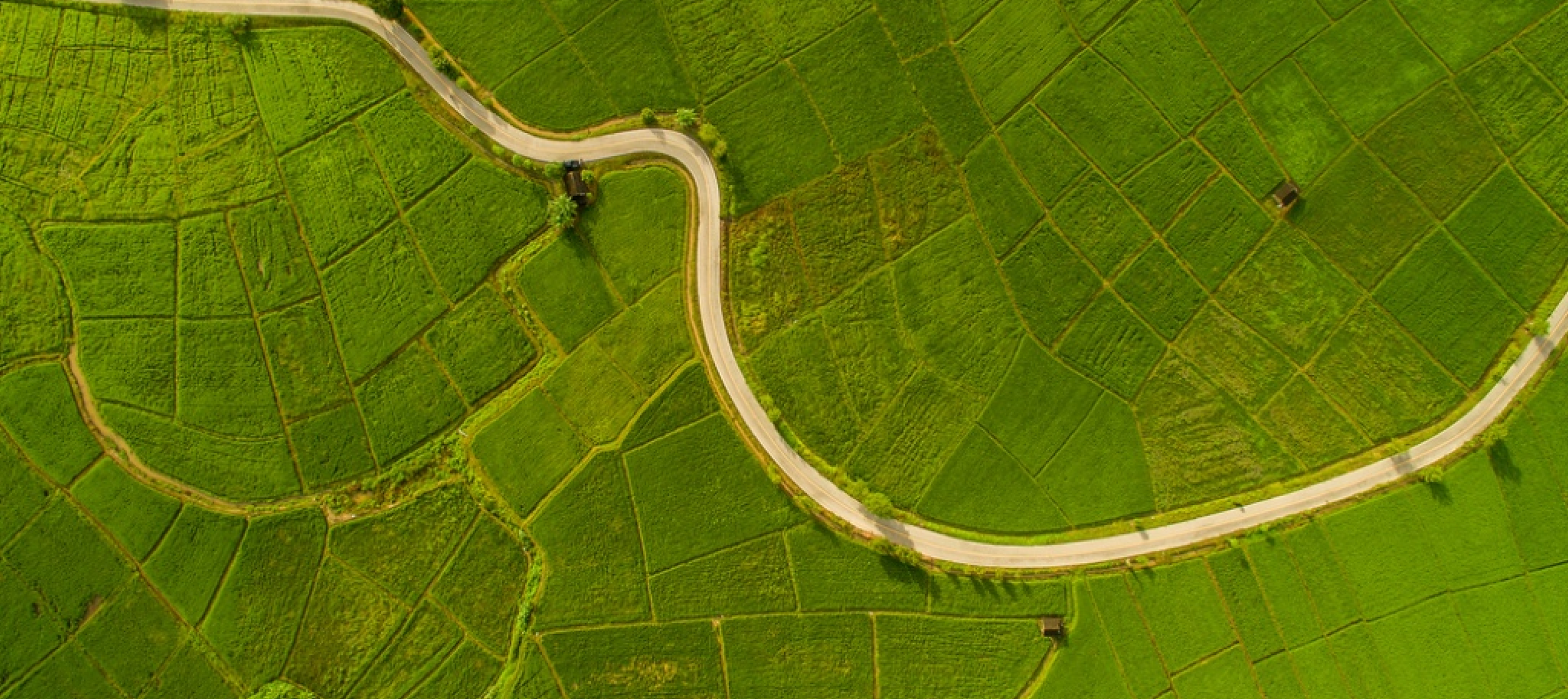 A green landscape with a road in the middle